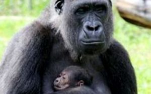 Nimba Chimpanzee
