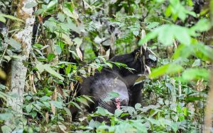 Nimba Western Chimpanzee