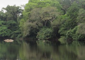 Gola forest National Park